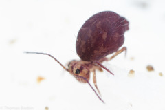 Ptenothrix palmata