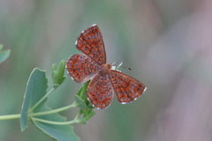 Calephelis arizonensis