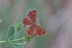 Calephelis arizonensis