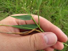 Dichanthelium sphaerocarpon