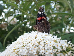 Vanessa atalanta