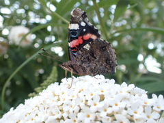 Vanessa atalanta