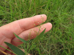 Dichanthelium sphaerocarpon