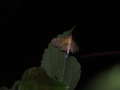 Herpetogramma basalis