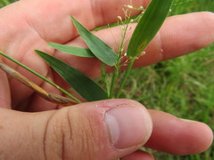 Dichanthelium sphaerocarpon