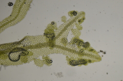 Metzgeria consanguinea