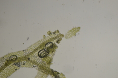 Metzgeria consanguinea