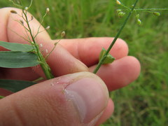 Dichanthelium sphaerocarpon