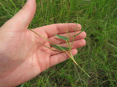 Dichanthelium sphaerocarpon