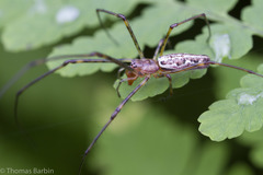 Tetragnatha versicolor