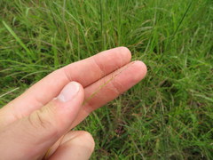 Dichanthelium sphaerocarpon