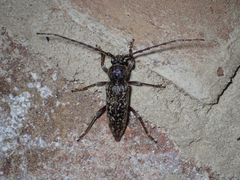 Enaphalodes cortiphagus
