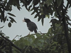 Acridotheres grandis