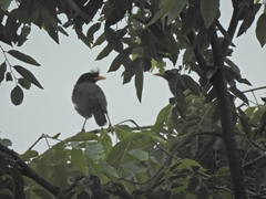 Acridotheres grandis