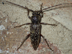 Enaphalodes cortiphagus