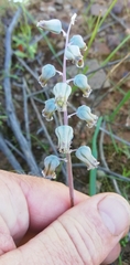 Lachenalia bolusii