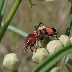Enoclerus coccineus