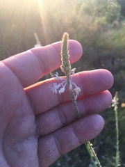 Oenothera glaucifolia