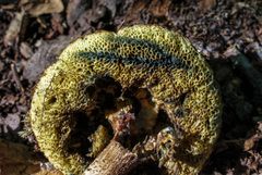 Boletellus chrysenteroides image