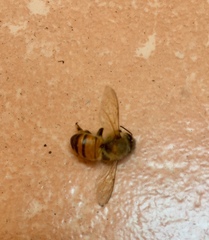 Apis mellifera
