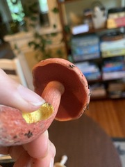 Boletus carminiporus