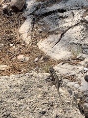 Sceloporus tristichus
