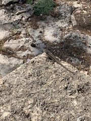 Sceloporus tristichus