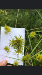 Cyperus strigosus