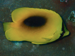 Chaetodon speculum