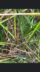 Cyperus strigosus