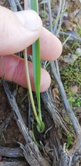Lachenalia bolusii