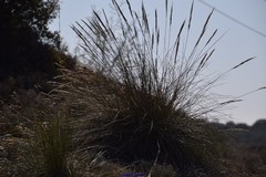 Macrochloa tenacissima