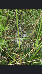 Cyperus strigosus