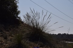 Macrochloa tenacissima