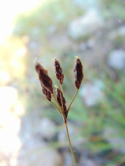 Bulbostylis juncoides