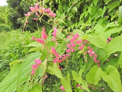 Antigonon