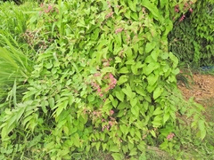 Antigonon