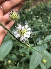 Knautia dipsacifolia