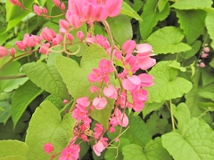 Antigonon
