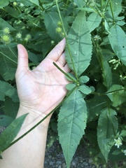 Knautia dipsacifolia