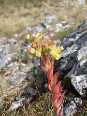 Sempervivum heuffelii
