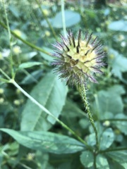 Knautia dipsacifolia