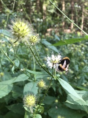 Knautia dipsacifolia