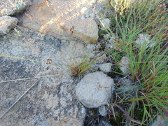 Bulbostylis juncoides