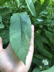 Knautia dipsacifolia