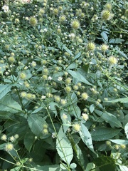 Knautia dipsacifolia