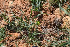 Euphorbia serrata