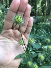 Knautia dipsacifolia