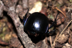 Trypocopris vernalis