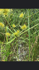 Cyperus strigosus